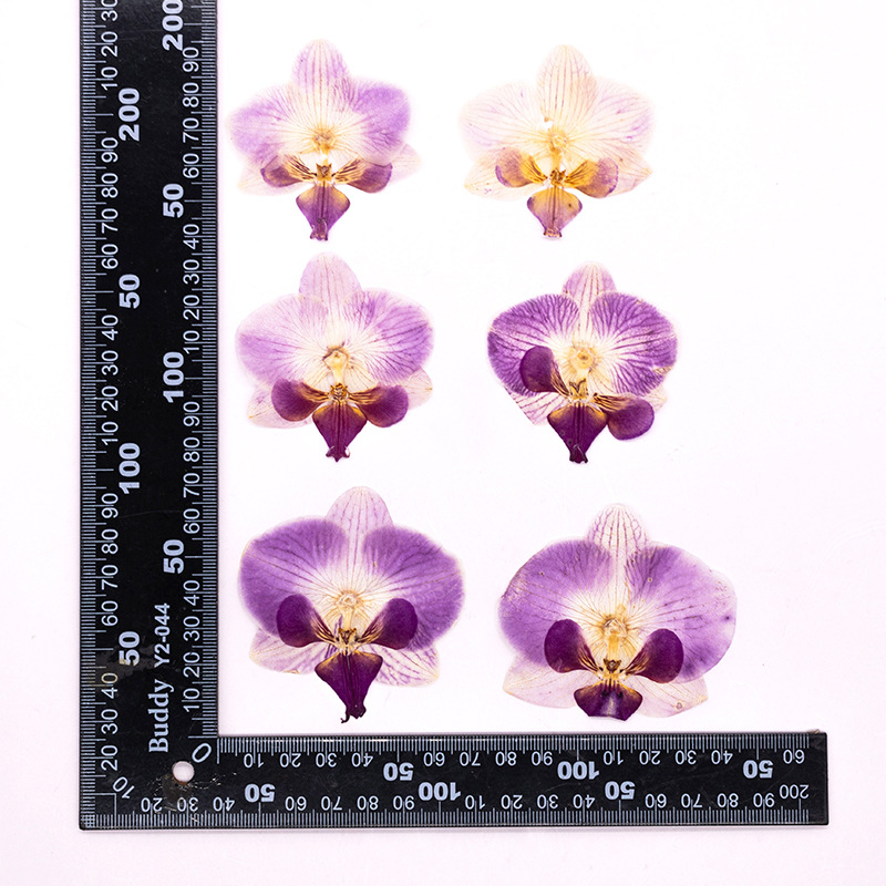 Dried Flower Bulk - 4 szt. Suszone, prasowane kwiatki orchidei