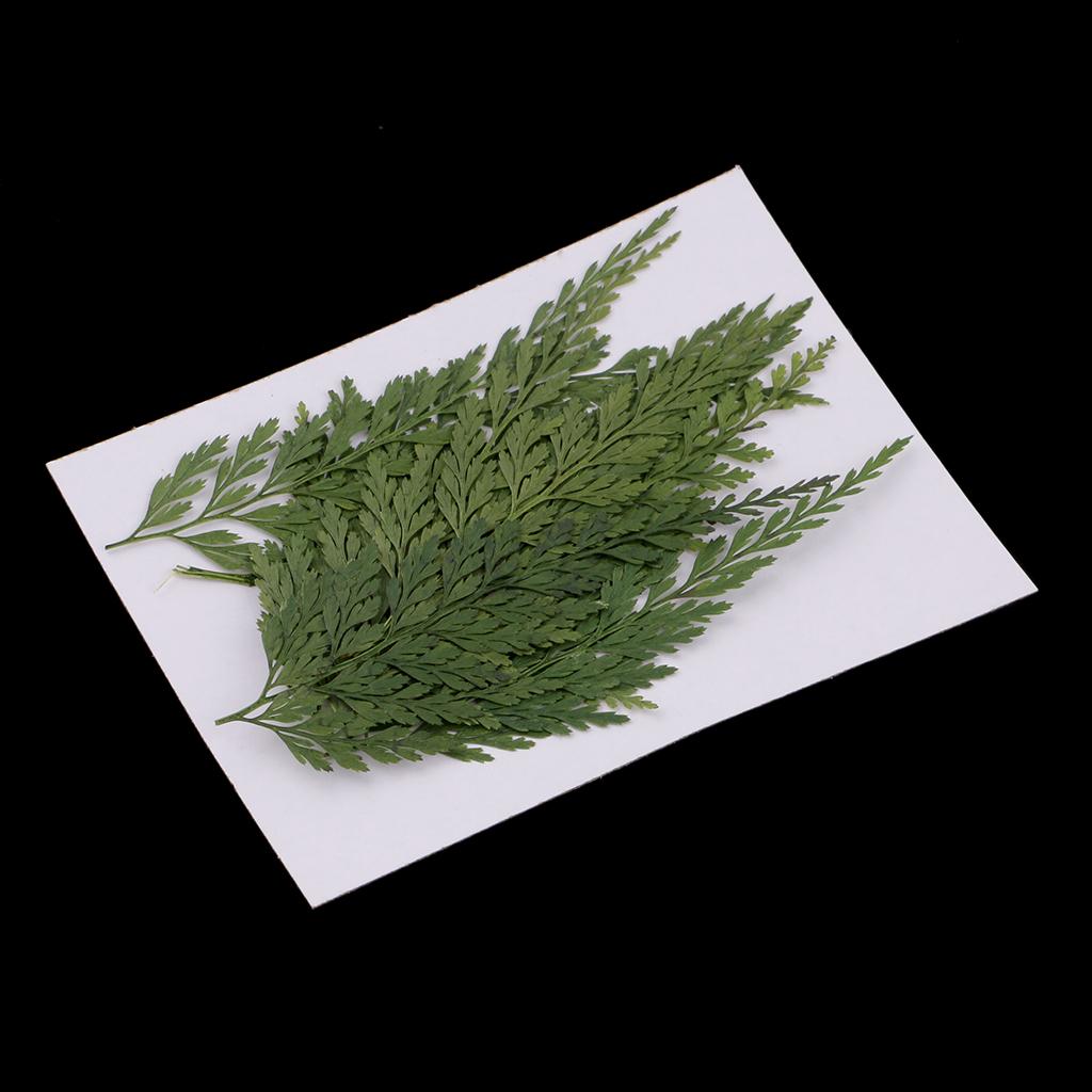 Dried Flower Bulk - Dekoracyjne naturalne suszone liście i kwiaty