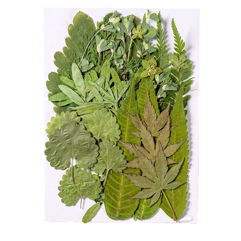 1Zestaw 35szt Prasowane suszon – Dried Flower Bulk recenzja i cena