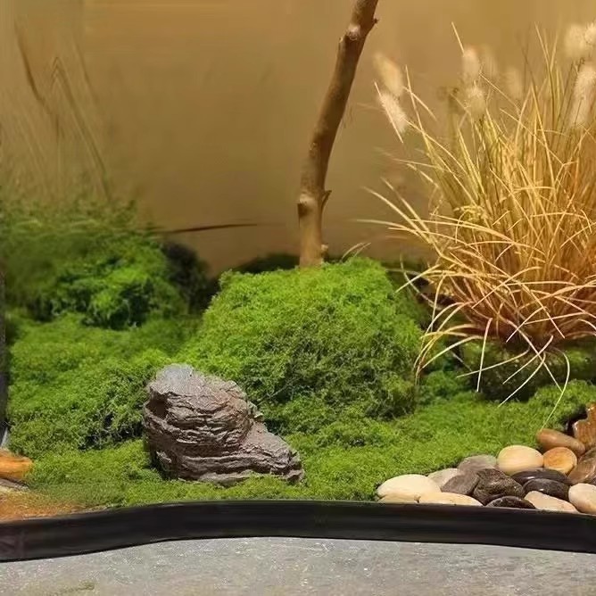 200g Mech Wiecznego Życia DIY  – Terrarium Moss Art recenzja i cena