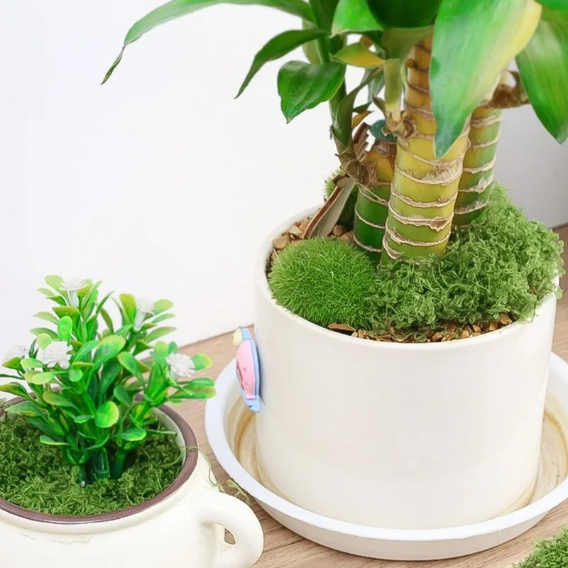 30/300G Sztuczny Realistyczny  – Terrarium Moss Art recenzja i cena