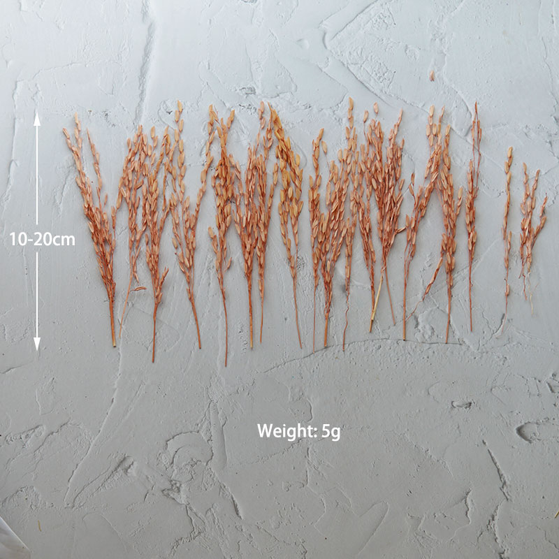5g/Kwiaty z kukurydzy barwione – Dried Flower Bulk recenzja i cena