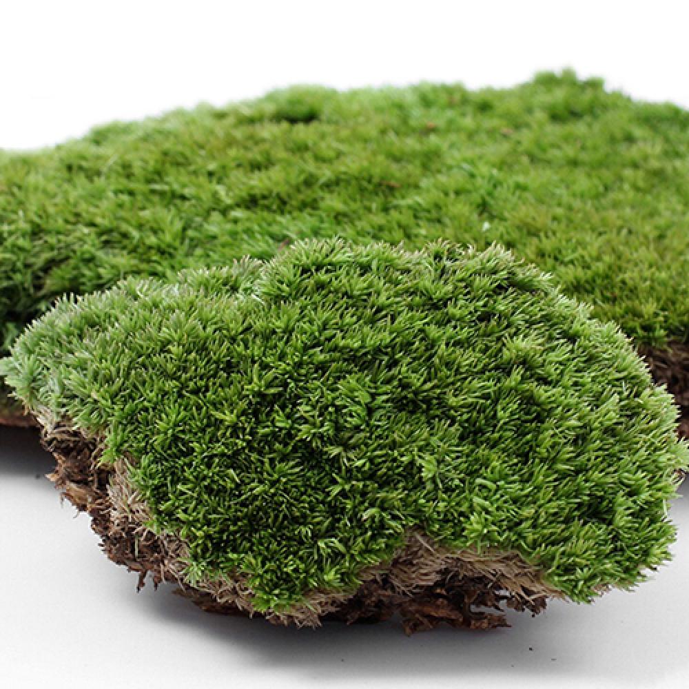 Sztuczna zielona trawa mech oz – Terrarium Moss Art recenzja i cena