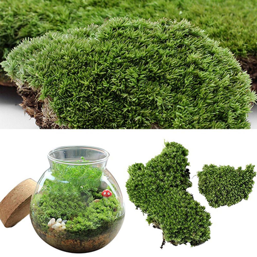 Sztuczna zielona trawa mech oz – Terrarium Moss Art recenzja i cena