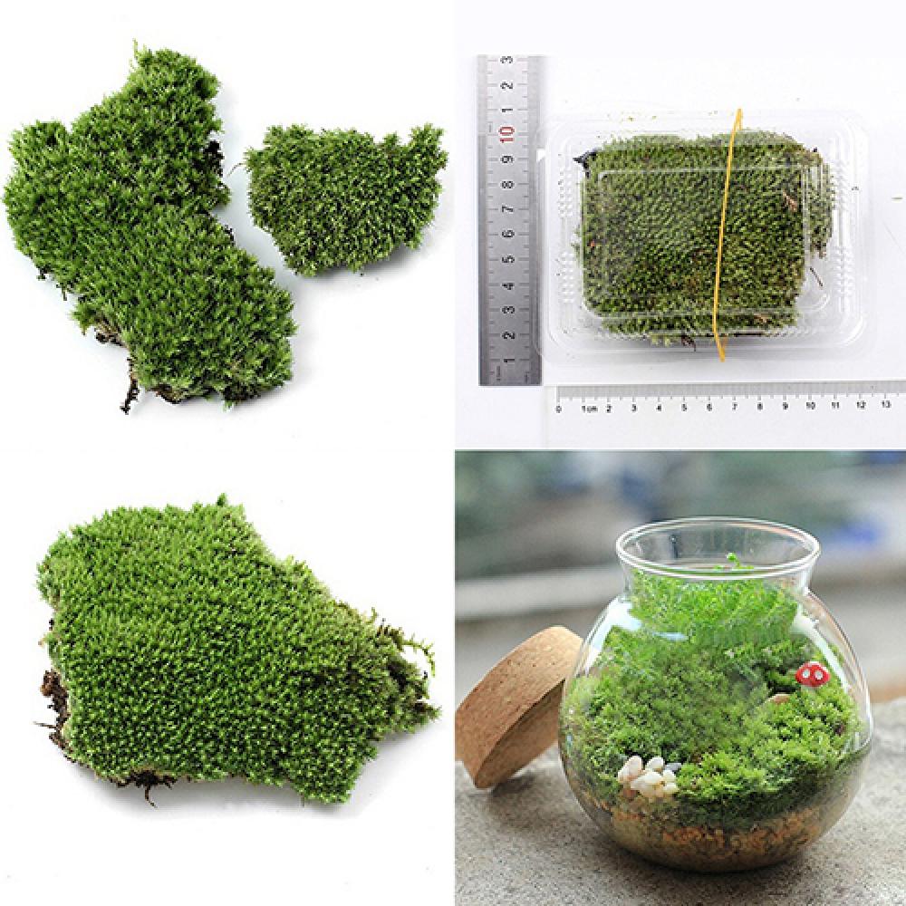 Sztuczna zielona trawa mech oz – Terrarium Moss Art recenzja i cena