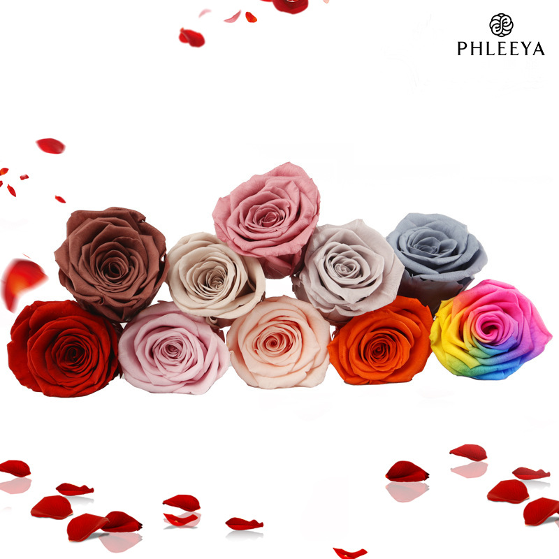 6 szt. Wiecznych Głów Róż, Duż – Dried Flower Bulk recenzja i cena