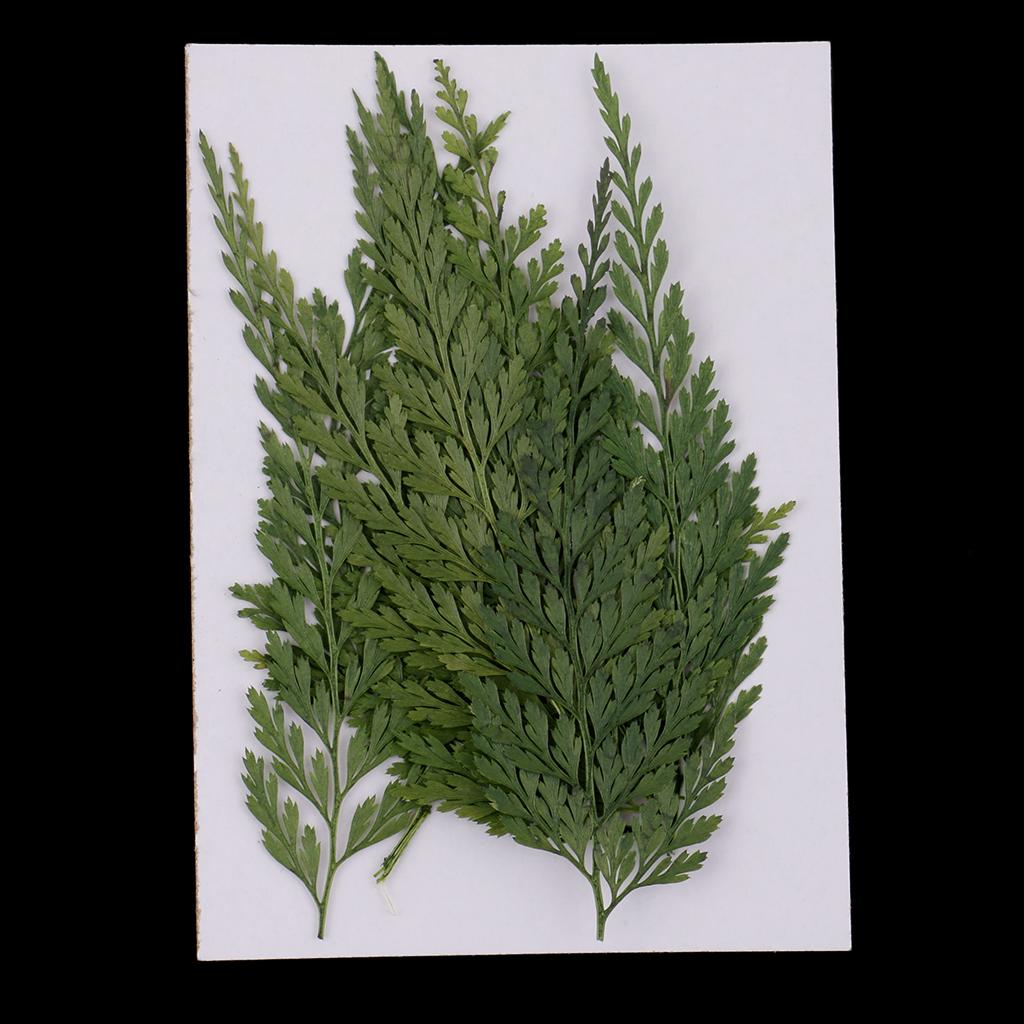 Dekoracyjne naturalne suszone  – Dried Flower Bulk recenzja i cena