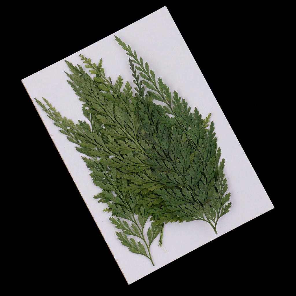 Dekoracyjne naturalne suszone  – Dried Flower Bulk recenzja i cena