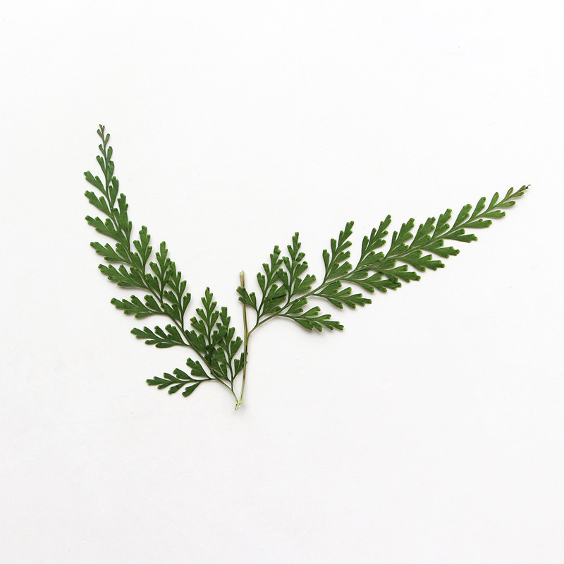 Natura prasowane gałęzie papro – Dried Flower Bulk recenzja i cena