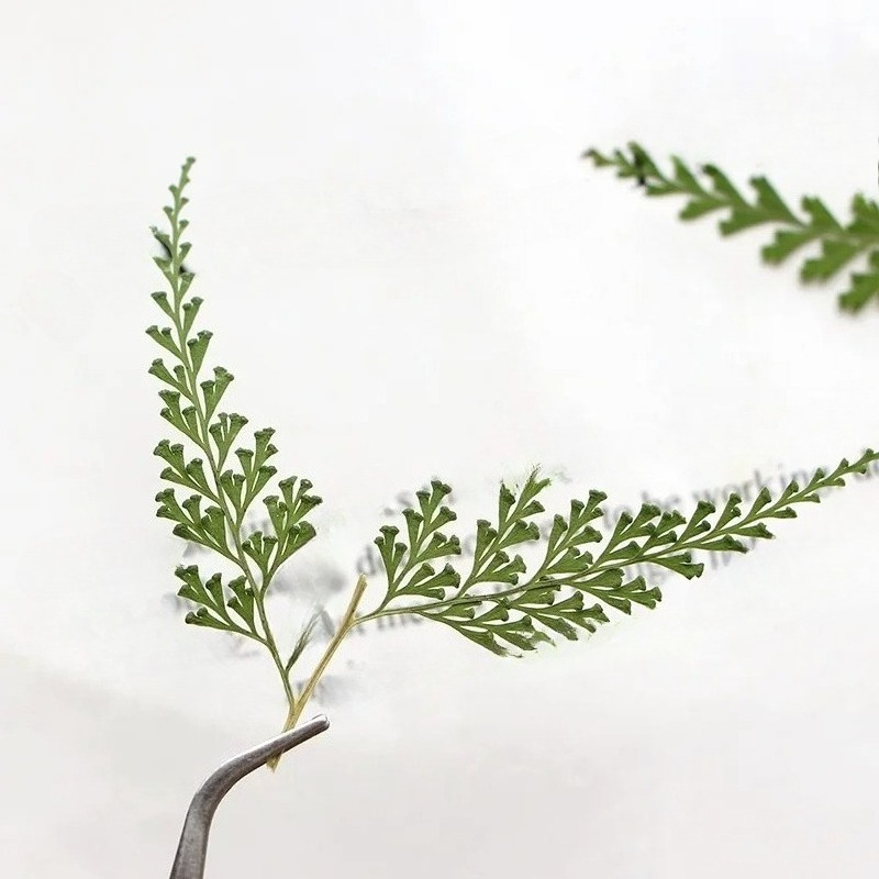 Natura prasowane gałęzie papro – Dried Flower Bulk recenzja i cena