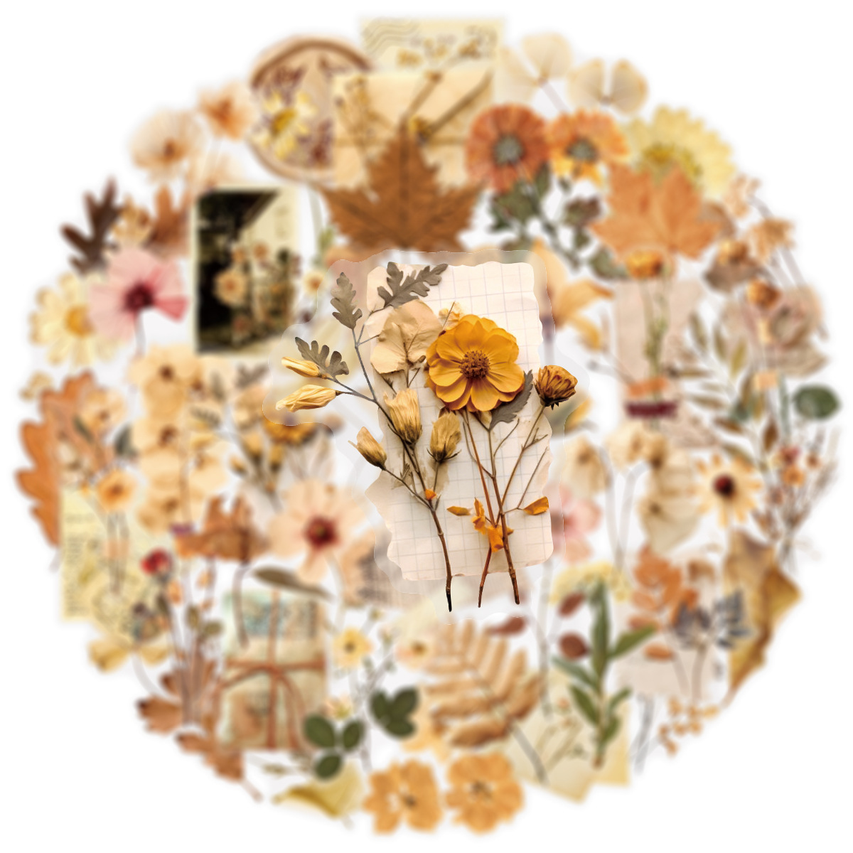 50 szt. Przezroczyste naklejki – Dried Flower Bulk recenzja i cena